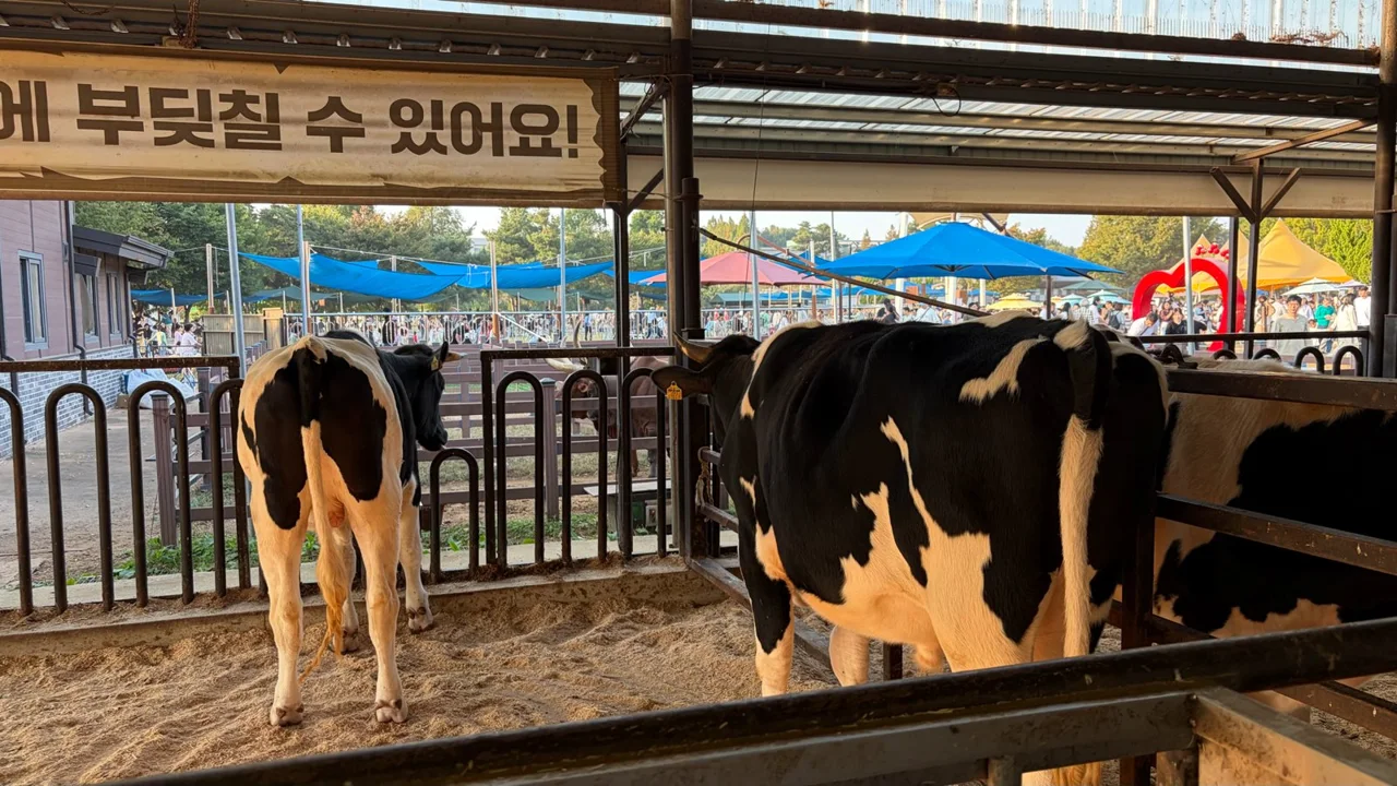 Holstein dairy cows in a barn pen at Anseong Farmland