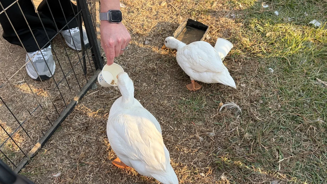 White ducks crowding a visitor's hand for food at Anseong Farmland