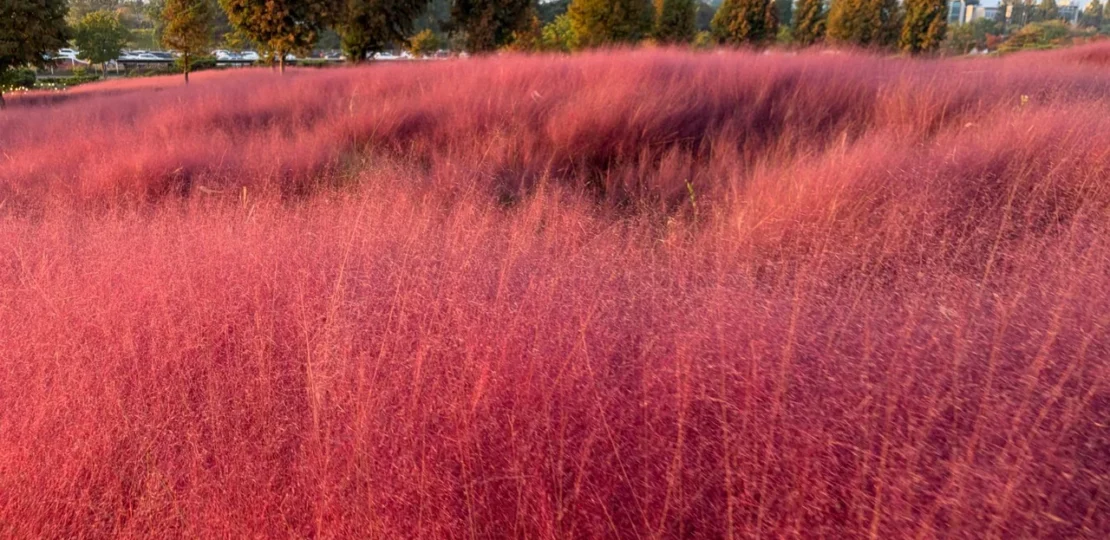 anseong-farmland-guide-muhly