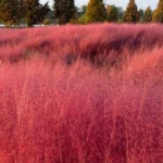Muhly grass at Anseong Farmland, photographed on our own visit