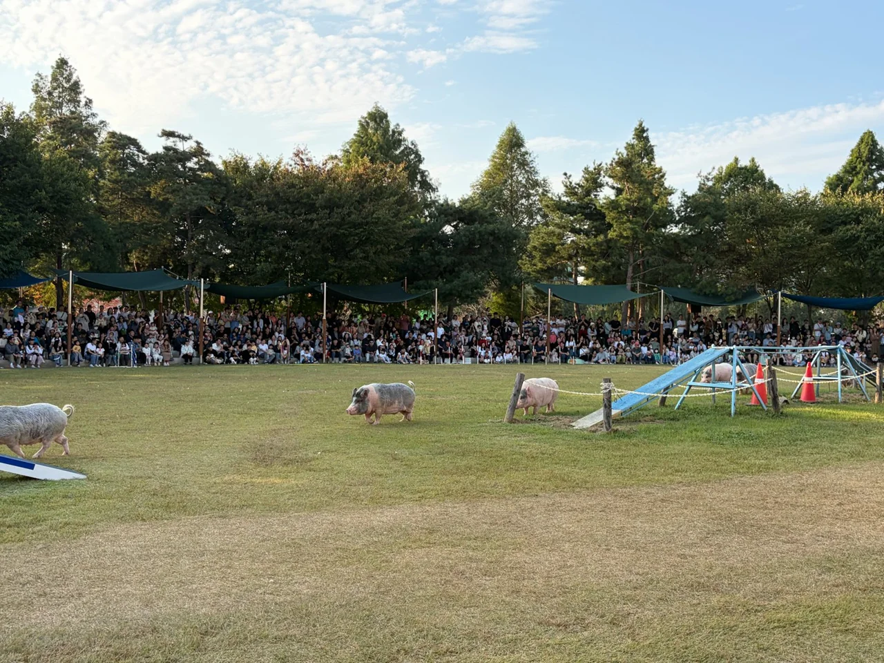 Crowd watching the pig race show on a grass field at Anseong Farmland