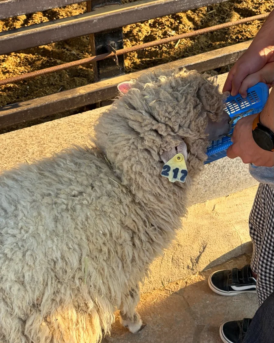 A woolly sheep being fed by hand over a wooden fence at Anseong Farmland