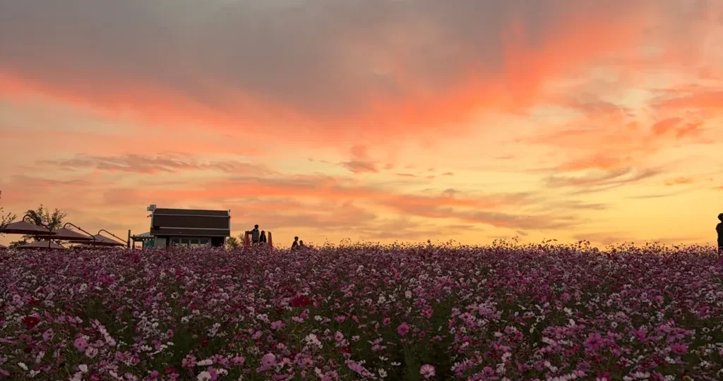 anseong-farmland-guide-sunset