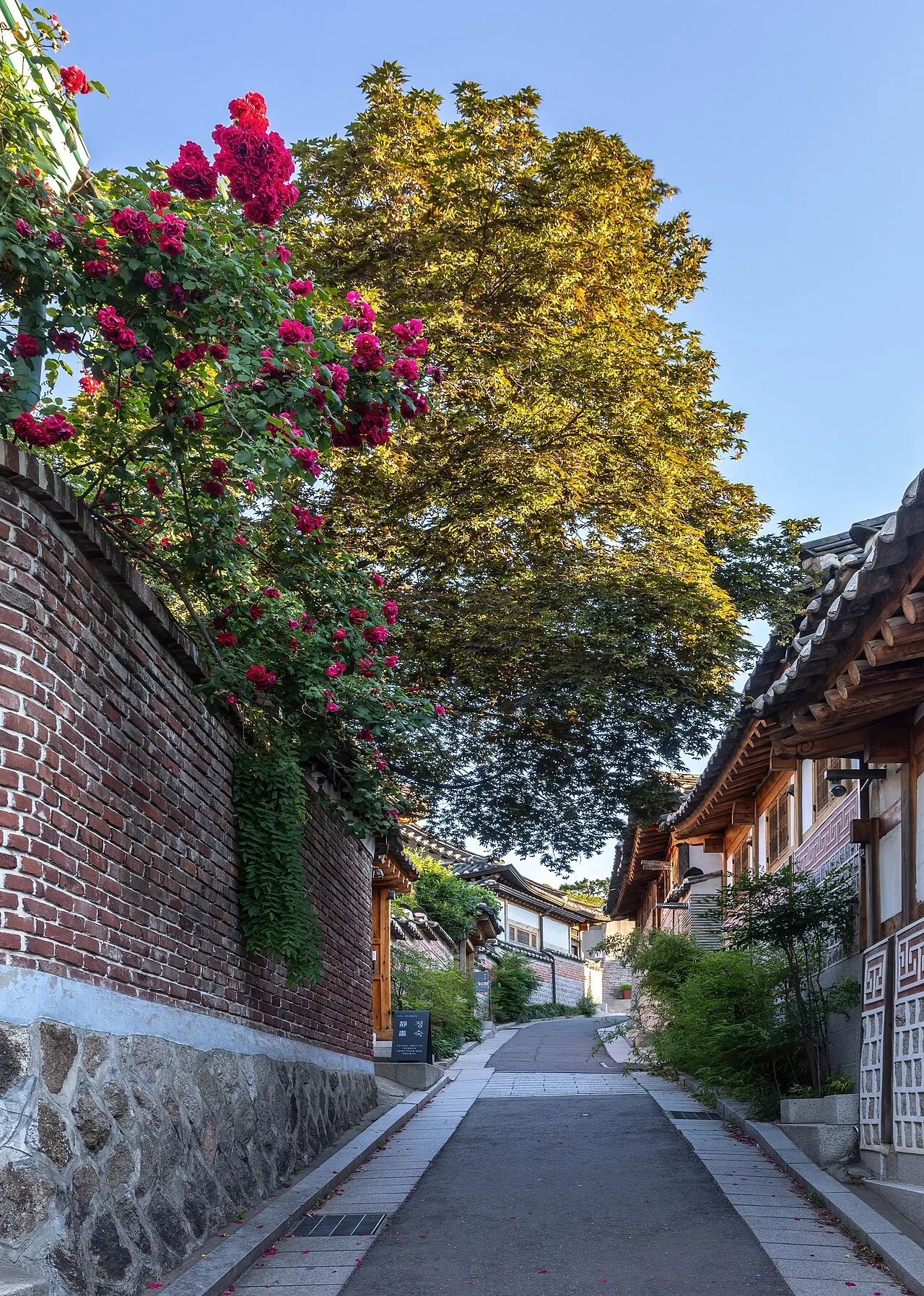 Narrow hanok alley lined with flowers and a red rosebush in Bukchon Hanok Village