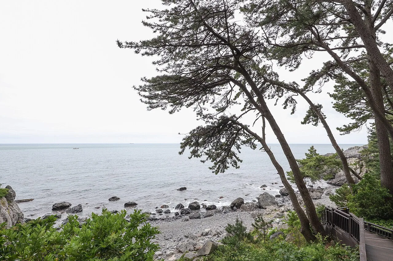 Pine trees leaning over a rocky shoreline on Dongbaek Island in Busan