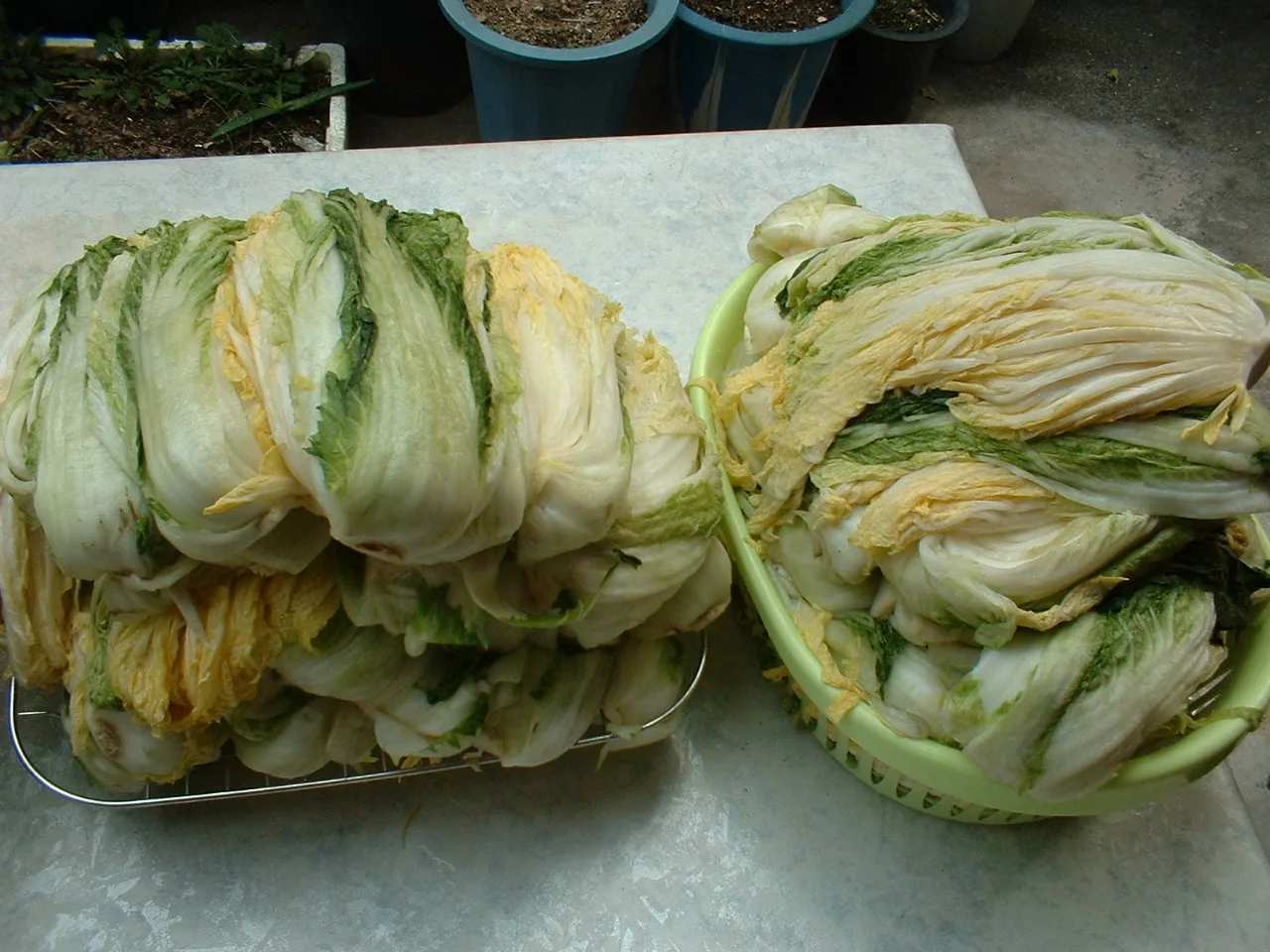 Two baskets of salted and drained napa cabbage halves